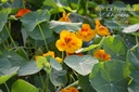 Tropaeolum majus (Capucine)