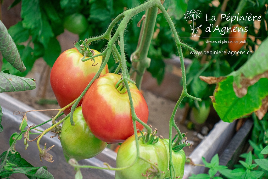 Tomate à fruits charnus 'Coeur de Boeuf'