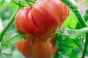 Tomate à fruits charnus 'Babuschka'