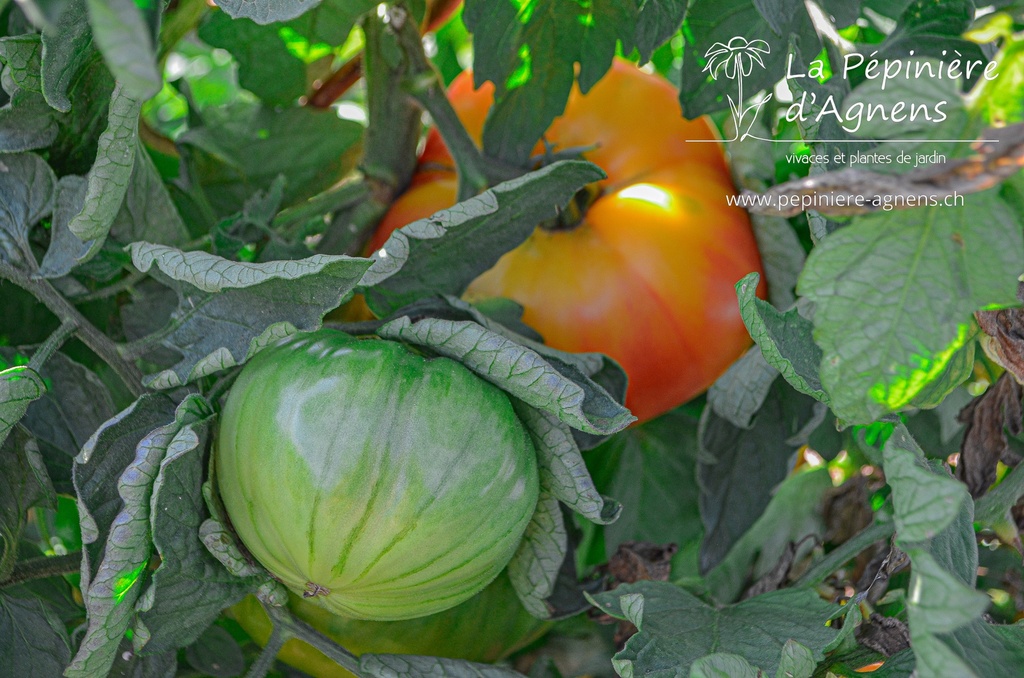 Tomate à fruis charnus 'Ananas'