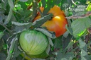 Tomate à fruis charnus 'Ananas'