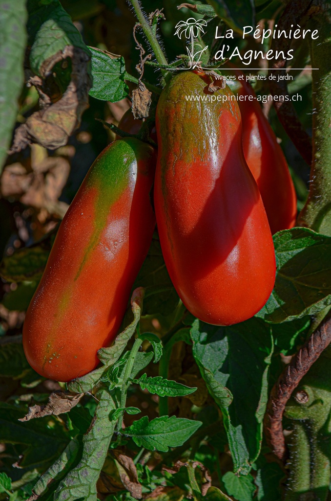 Tomate tardive 'San Marzano 2'