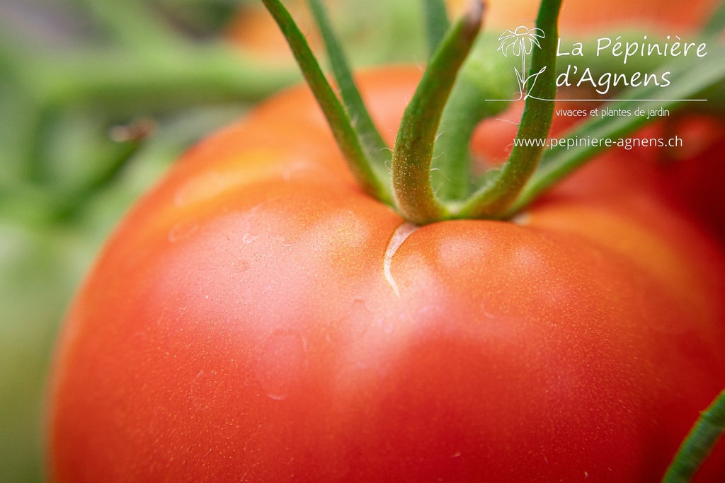 Tomate tardive 'Carmelle'