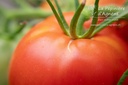 Tomate tardive 'Carmelle'