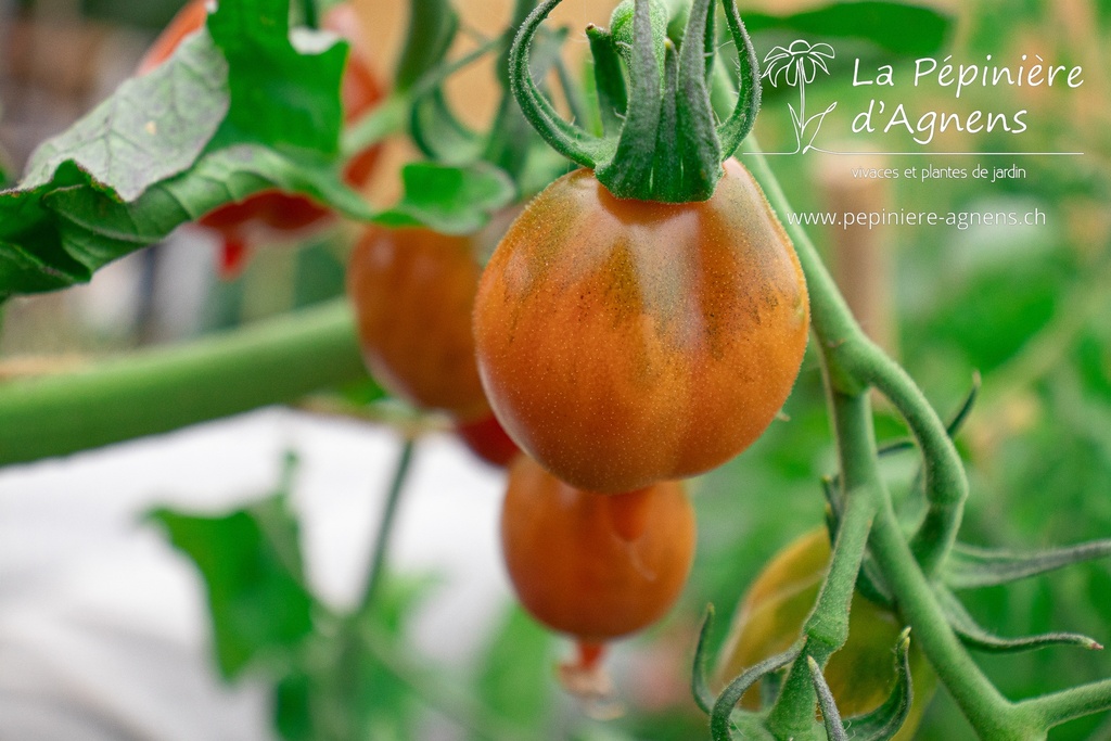 Tomate cerise 'Vésuve'