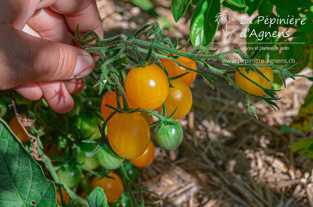 Tomate cerise 'Cerise Jaune'