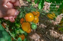 Tomate cerise 'Cerise Jaune'