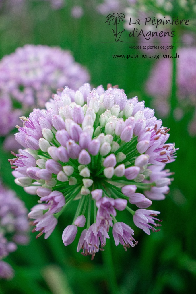 Allium senescens ssp. senescens - La pépinière d'Agnens