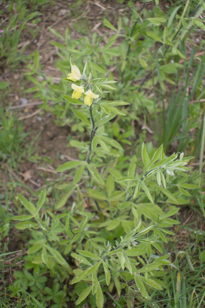 Thermopsis chinensis - La Pépinière d'Agnens