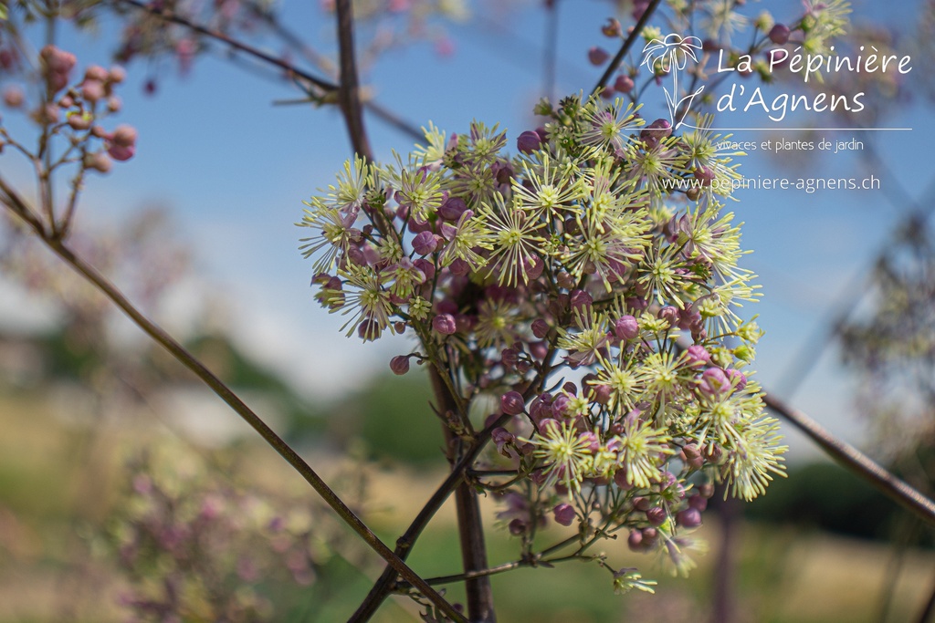 Thalictrum Cultivars 'Elin'