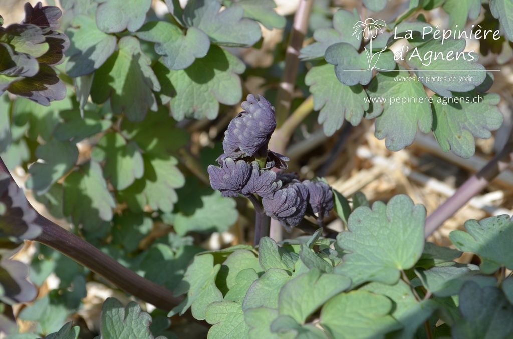 Thalictrum Cultivars 'Elin'