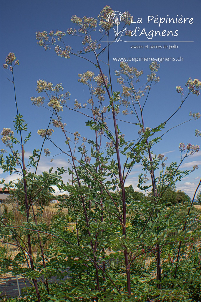 Thalictrum Cultivars 'Elin'