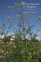 Thalictrum Cultivars 'Elin'