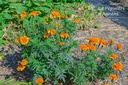 Tagetes tinctoria