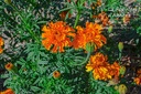 Tagetes tinctoria