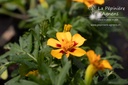 Tagetes patula