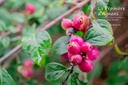 Symphoricarpos doorenbosii 'Mother of Pearl'