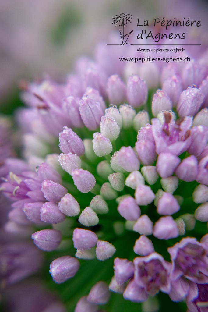 Allium senescens ssp. senescens - La pépinière d'Agnens