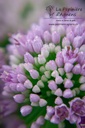 Allium senescens ssp. senescens - La pépinière d'Agnens