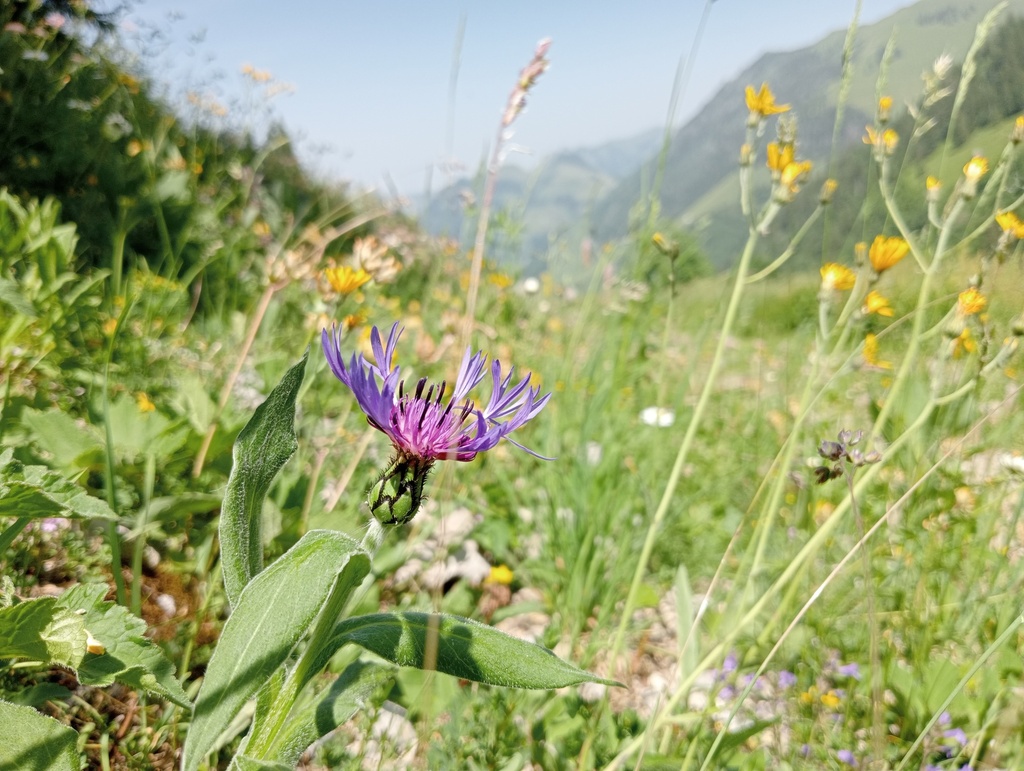 Centaurea montana - La pépinière d'Agnens