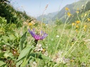 Centaurea montana - La pépinière d'Agnens