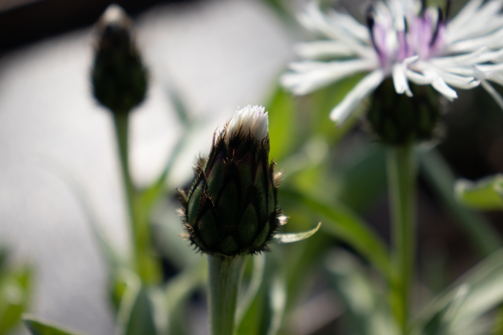 Centaurea montana 'Purple Heart' - La pépinière d'Agnens