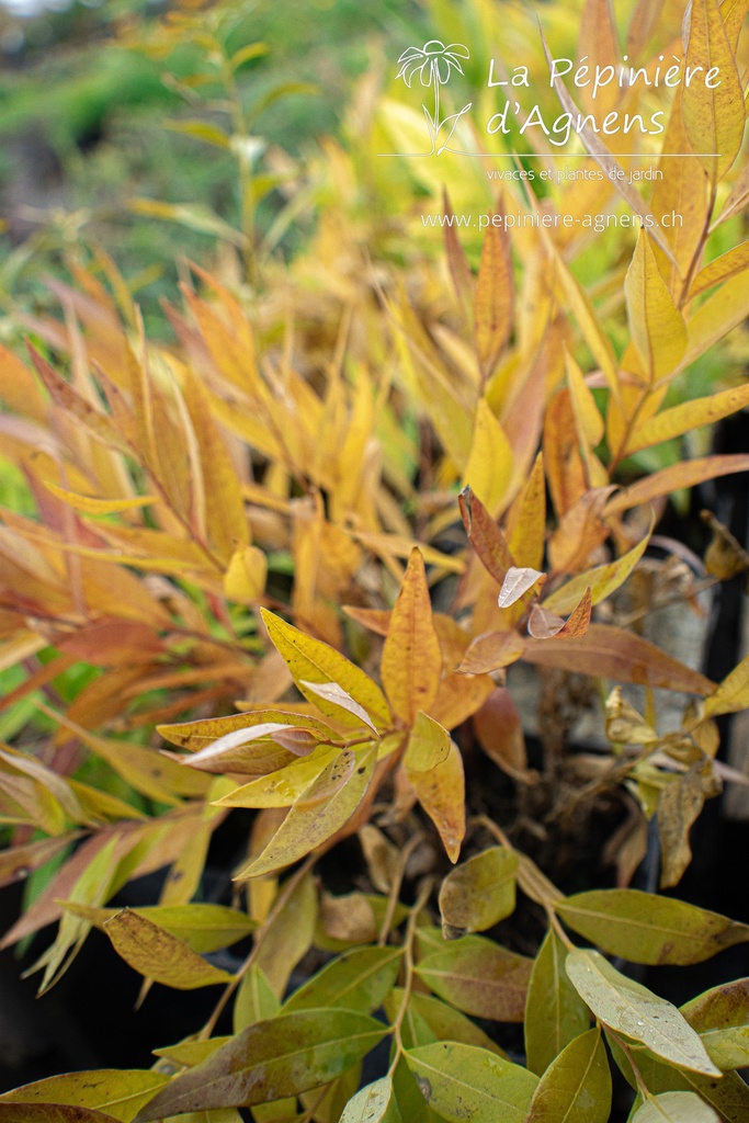 Amsonia illustris - La pépinière d'Agnens