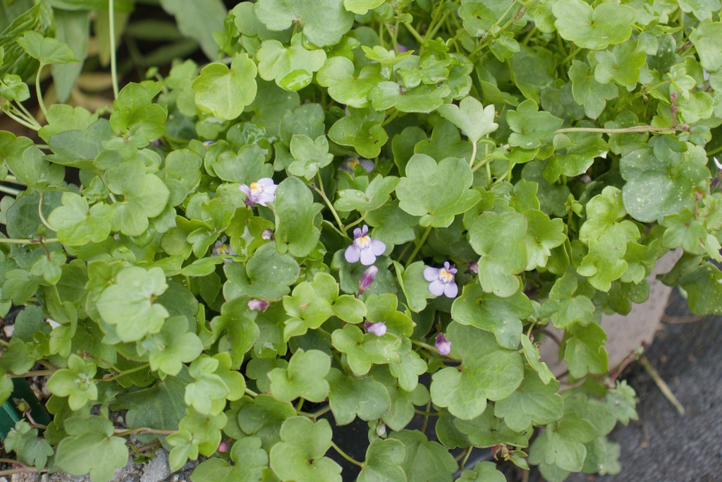 Cymbalaria muralis - La pépinière d'Agnens