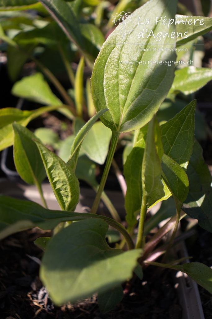 Echinacea purpurea - La pépinière d'Agnens