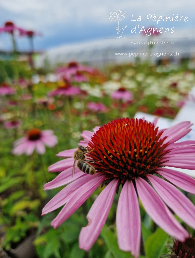 Echinacea purpurea - La pépinière d'Agnens