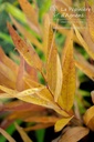 Amsonia illustris - La pépinière d'Agnens