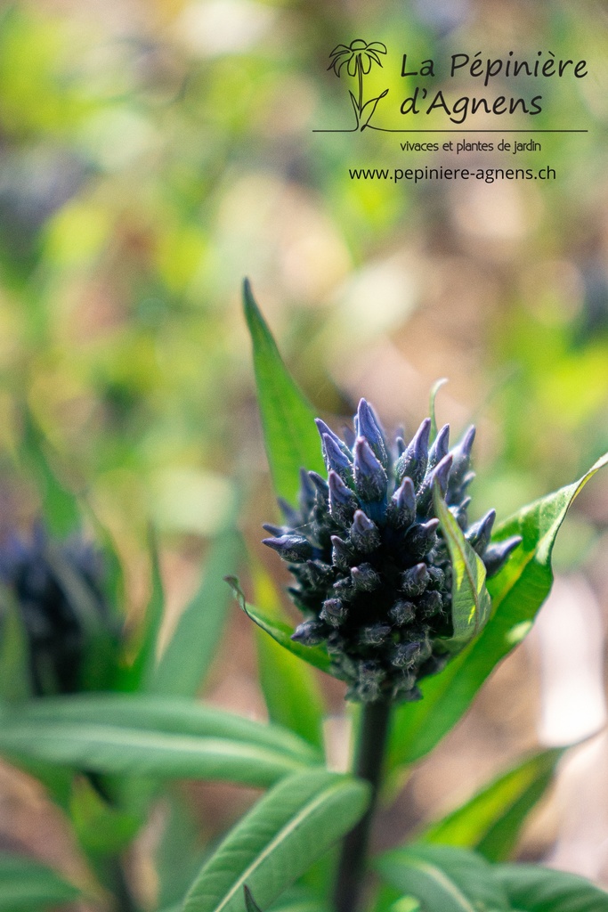 Amsonia tabernaemontana - La pépinière d'Agnens