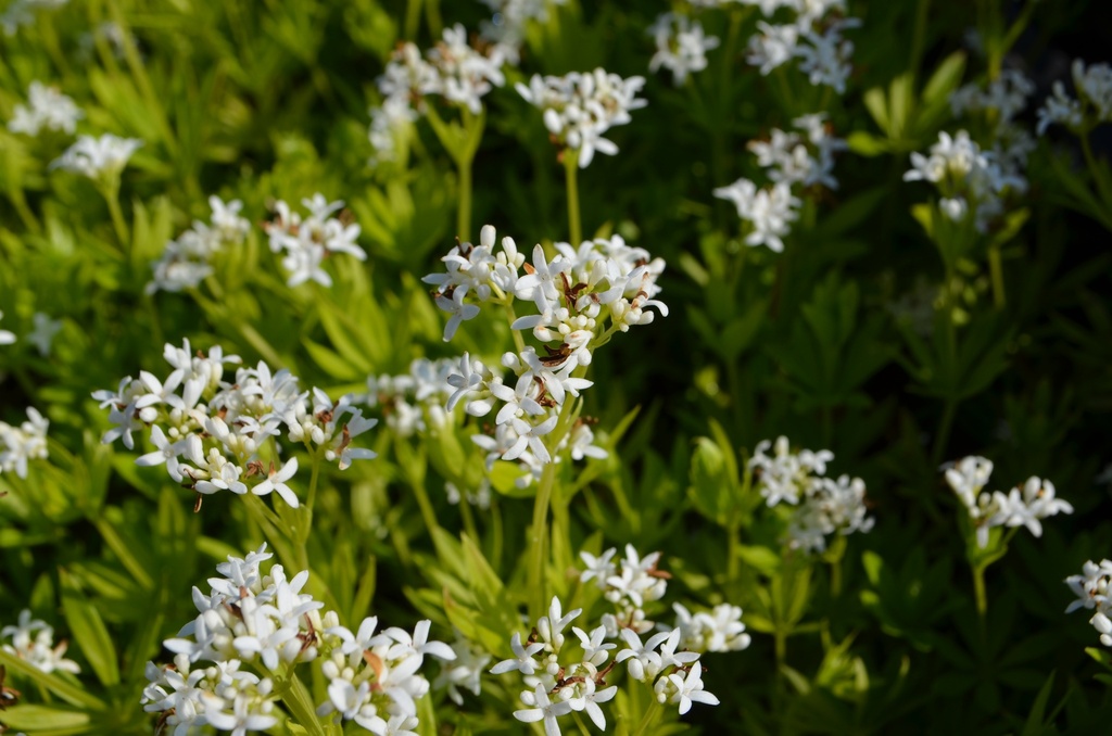 Galium odoratum - La Pépinière d'Agnens