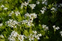 Galium odoratum - La Pépinière d'Agnens
