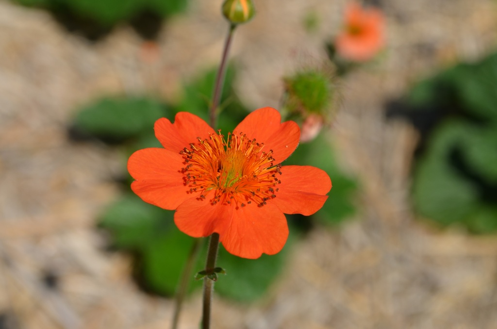 Geum coccineum 'Borisii' - La Pépinière d'Agnens