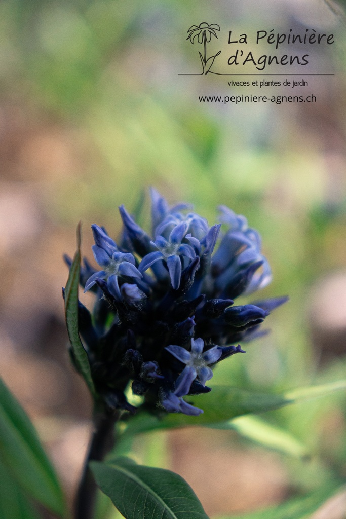 Amsonia tabernaemontana - La pépinière d'Agnens