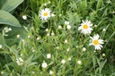 Leucanthemum vulgare - la pépinière d'Agnens