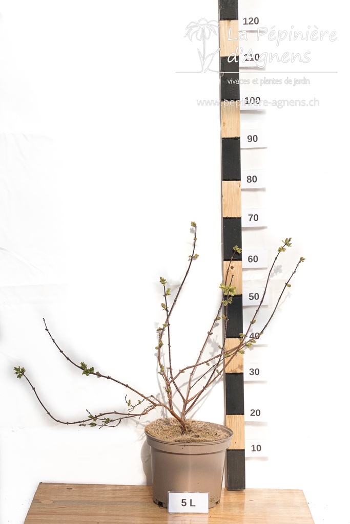 Lonicera kamtschatica 'Boreal Beauty' - la pépinière d'Agnens