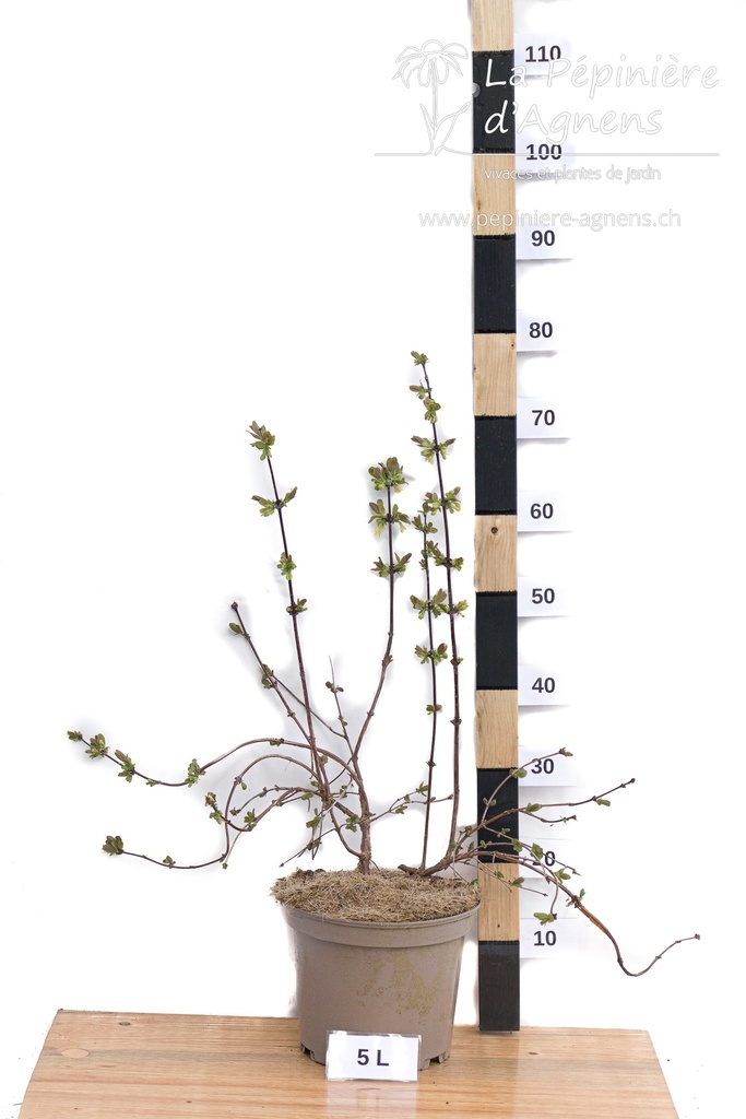 Lonicera kamtschatica 'Maistar' - La Pépinière d'Agnens