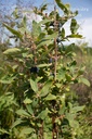 Lonicera kamtschatica 'Maistar' - La Pépinière d'Agnens