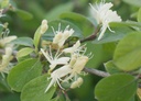 Lonicera xylosteum - La Pépinière d'Agnens