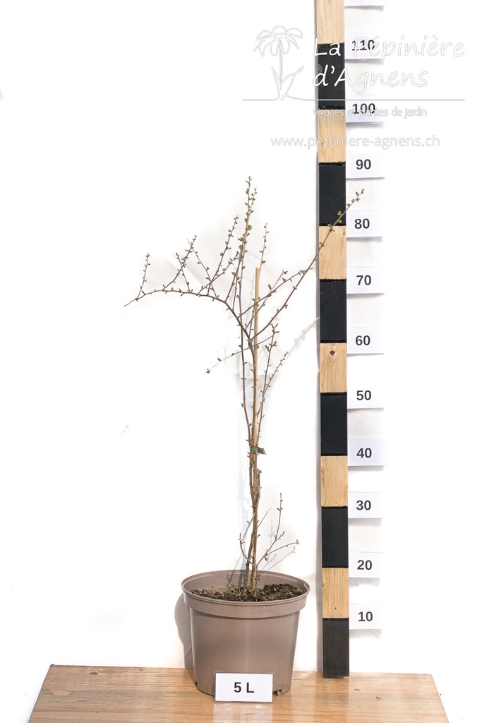 Lycium barbarum 'Amber Sweet'