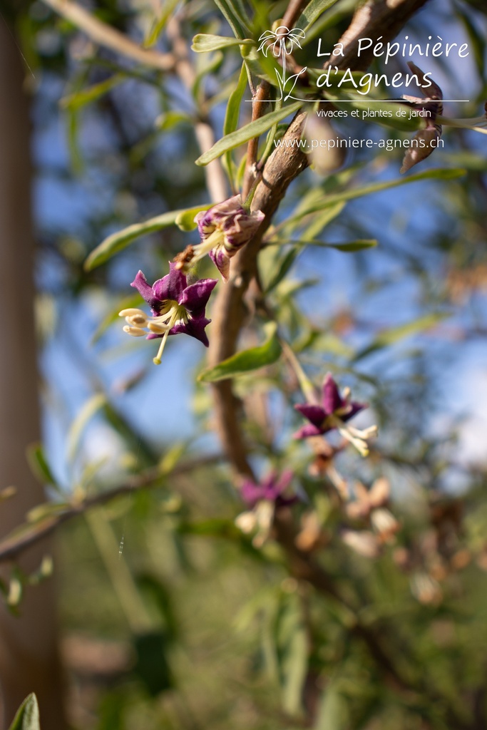 Lycium barbarum 'Amber Sweet'