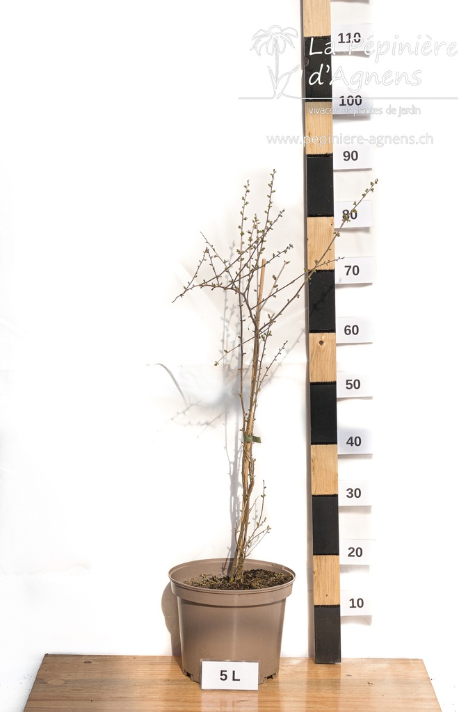 Lycium barbarum 'N° 1'