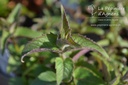 Monarda hybride 'Scorpion'