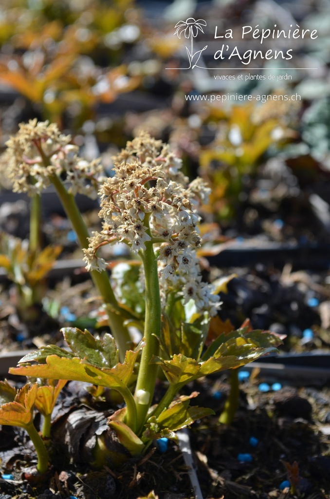 Mukdenia rossii - La Pépinière d'Agnens