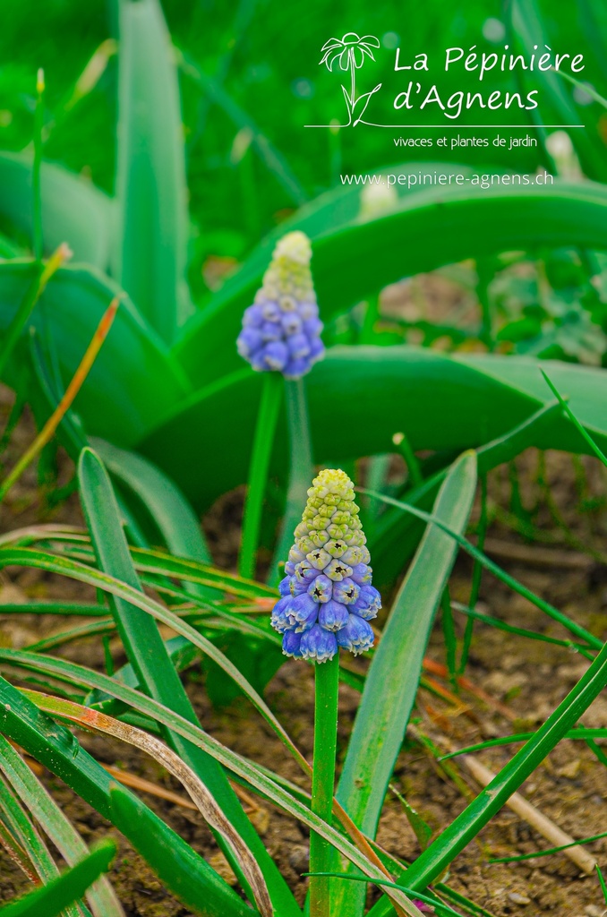 Muscari armeniacum 'Montain Lady' - La Pépinière d'Agnens