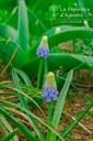 Muscari armeniacum 'Montain Lady' - La Pépinière d'Agnens