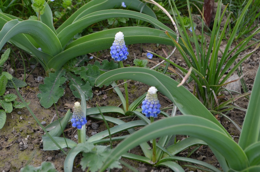 Muscari armeniacum 'Montain Lady' - La Pépinière d'Agnens