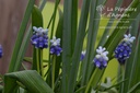 Muscari armeniacum 'Touch of Snow' - La Pépinière d'Agnens